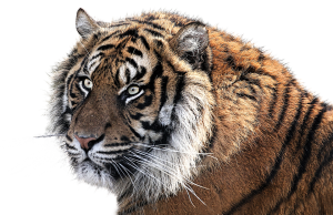 Tiger PNG-23245